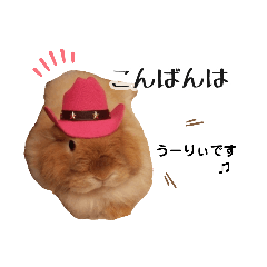 [LINEスタンプ] 長毛うさぎジャージーウーリーのうーりぃ.