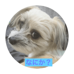 [LINEスタンプ] 気ままなドルちゃん2