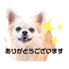 [LINEスタンプ] チワワのまうるバージョン