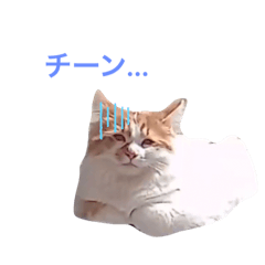 [LINEスタンプ] サイベリアンの子猫  バロン