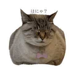 [LINEスタンプ] choco ＆ moco