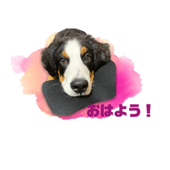 [LINEスタンプ] バーニーズマウンテンドッグのR