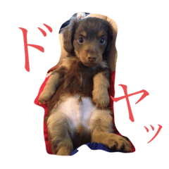 [LINEスタンプ] Cute My dog's