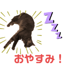 [LINEスタンプ] 猫たちのスタンプ コロチョコ