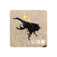[LINEスタンプ] オオクワさん