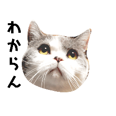 [LINEスタンプ] British cat stamp