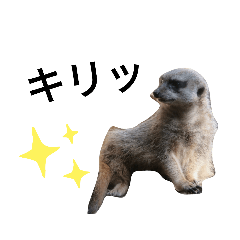 [LINEスタンプ] 動物の動物によるスタンプ