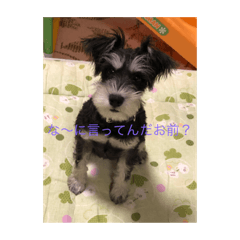 [LINEスタンプ] ルルと一緒にルンルンスタンプ