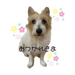 [LINEスタンプ] ぱしゃちゃんスタンプ3