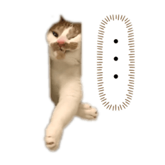 [LINEスタンプ] うちのマッチョ猫 Next