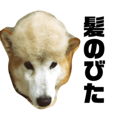 [LINEスタンプ] 名犬ハチ公（メス）