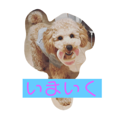 [LINEスタンプ] かわいい トイプードル 子犬 2
