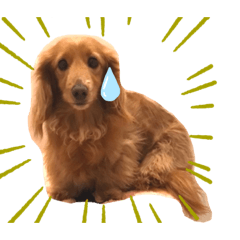 [LINEスタンプ] 豊岡家のゆず時々ねこ