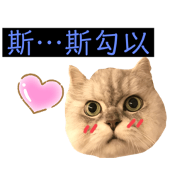 [LINEスタンプ] シェリーボーイ只今参上！