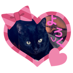 [LINEスタンプ] 気持ちや感情を伝える猫