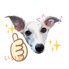 [LINEスタンプ] ウィペット ロビのすたんぷ！！ 日常編