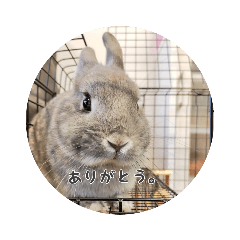 [LINEスタンプ] あずきの日常2nd