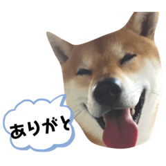 [LINEスタンプ] 柴キョリ。