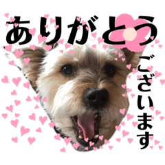 [LINEスタンプ] 犬猫三昧⑤