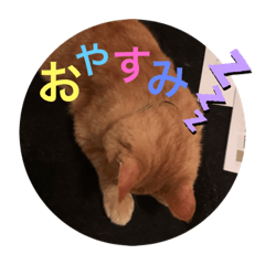 [LINEスタンプ] 川村さん家のネコ