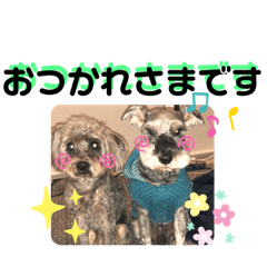 [LINEスタンプ] kamimoriスタンプ