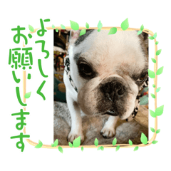 [LINEスタンプ] 春のアレク犬スタンプ