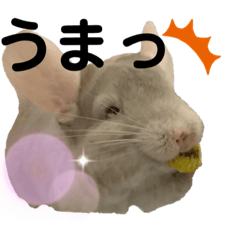 [LINEスタンプ] チンチラのちぃちゃんとうづきちゃん
