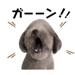 [LINEスタンプ] トイプーPinちゃんの日常