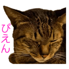 [LINEスタンプ] 5匹の猫たち♪