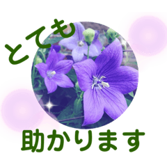 [LINEスタンプ] 花の丁寧な言葉