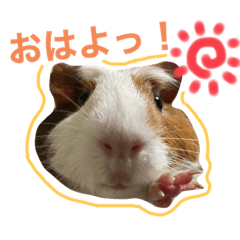 [LINEスタンプ] モルモット。