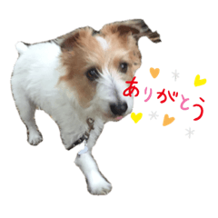 [LINEスタンプ] ぱしゃちゃんスタンプ2