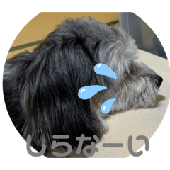 [LINEスタンプ] マルックスのセダくん2