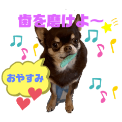 [LINEスタンプ] 笑顔！癒され満載のチワワの娘達！