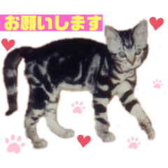 [LINEスタンプ] はなころりん2021