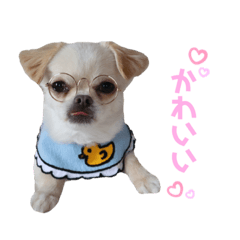 [LINEスタンプ] チワワのフュジ 1
