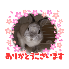 [LINEスタンプ] Theリアルうさぎスタンプ