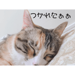 [LINEスタンプ] 可愛いみーちゃんのスタンプ