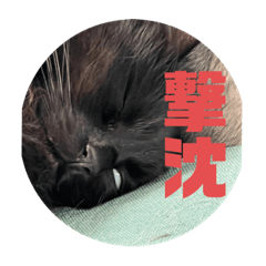 [LINEスタンプ] 我が家の愉快なペット達