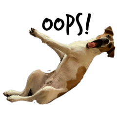 [LINEスタンプ] ジャックラッセルテリア jackrusellterrier