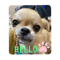 [LINEスタンプ] ミクちゃの部屋