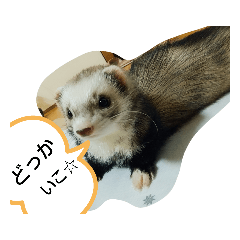 [LINEスタンプ] フェレット みんと