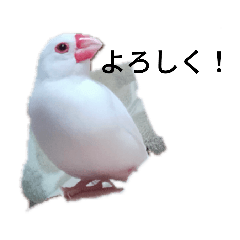[LINEスタンプ] 文鳥Wセット