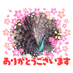 [LINEスタンプ] 鳥獣戯画的なスタンプ