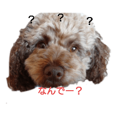 [LINEスタンプ] こはく君の癒し