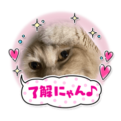 [LINEスタンプ] あとら＆よんスタンプ