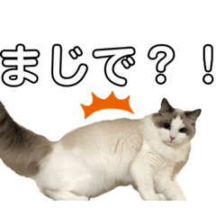 [LINEスタンプ] いたずら坊主のフクとデブ猫まことのコラボ