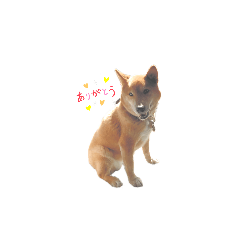 [LINEスタンプ] 柴ゆめ