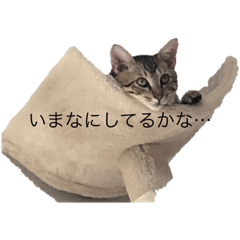 [LINEスタンプ] catb