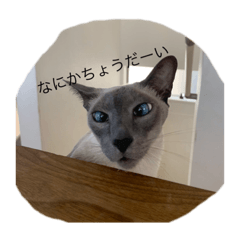 [LINEスタンプ] 我が家の猫(シャム猫)
